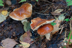 Pholiota lubrica