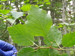 Alnus hirsuta