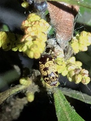 Cryptocephalus irroratus