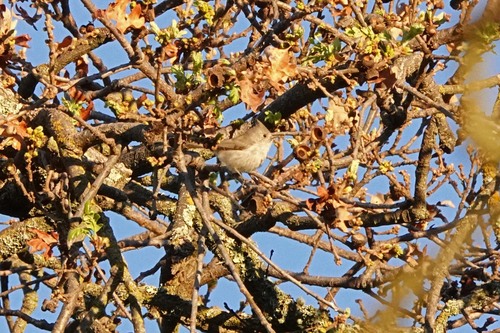 iNaturalist observation photo of Oak Titmouse