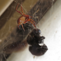 Steatoda nobilis