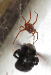 Steatoda nobilis