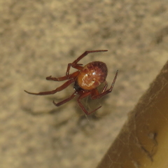 Steatoda nobilis