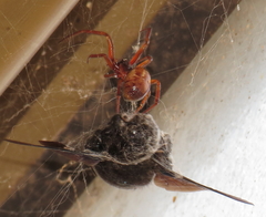 Steatoda nobilis