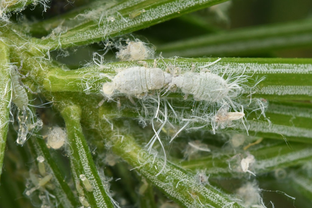 Mindarus japonicus