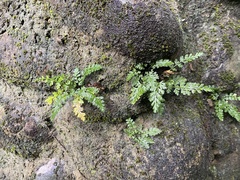 Asplenium pekinense