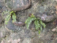 Asplenium pekinense