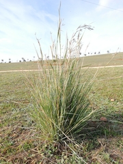 Poaceae