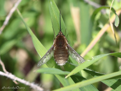 Bombylius medius
