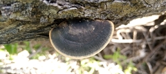 Trametes cingulata