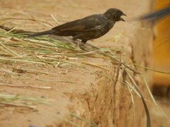 Bubalornis albirostris