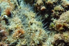 Pennaria disticha