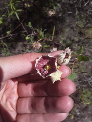 Philibertia gilliesii