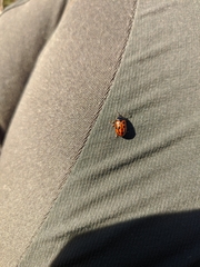 Gonioctena variabilis