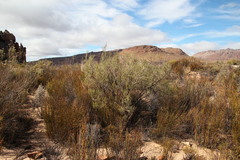 Aspalathus dianthopora