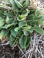 Stachys drummondii