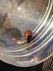 Gonioctena variabilis