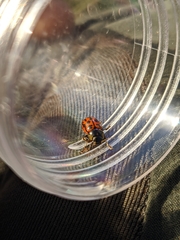 Gonioctena variabilis