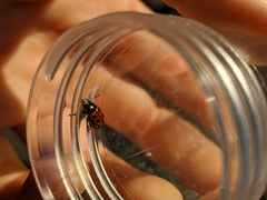 Gonioctena variabilis