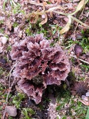 Thelephora americana