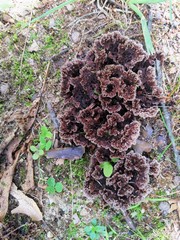 Thelephora americana