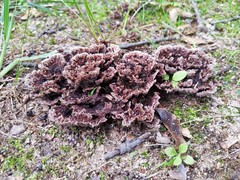 Thelephora americana