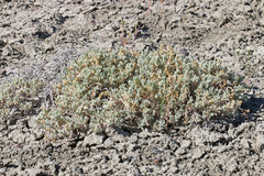 Atriplex corrugata