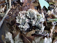 Thelephora americana