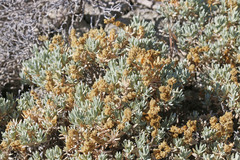 Atriplex corrugata