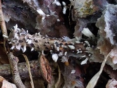 Thelephora americana