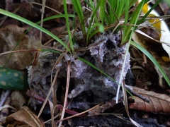 Thelephora americana