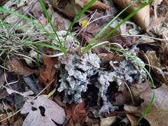 Thelephora americana