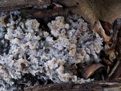 Thelephora americana