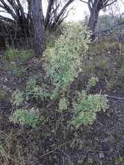 Brickellia floribunda