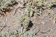 Atriplex corrugata