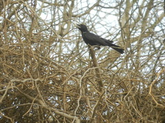 Bubalornis albirostris