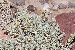 Atriplex corrugata