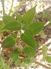 Salvia holwayi