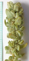Atriplex corrugata