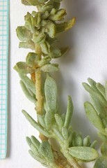 Atriplex corrugata