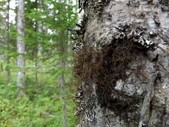 Bryocaulon pseudosatoanum