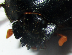 Escarabaeus remii