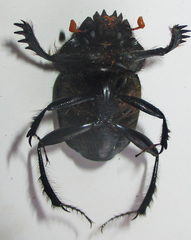 Escarabaeus remii
