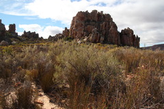 Aspalathus dianthopora