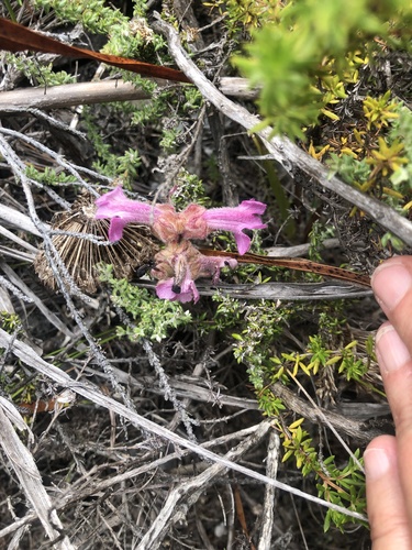 Image of Harveya pauciflora by (c) Charleen Brunke, some rights reserved (CC BY)