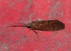 Ptilostomis ocellifera