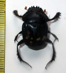 Escarabaeus remii