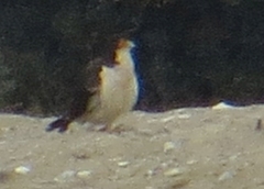 Daptrius albogularis