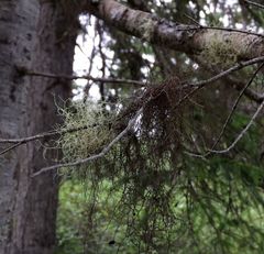 Bryocaulon pseudosatoanum