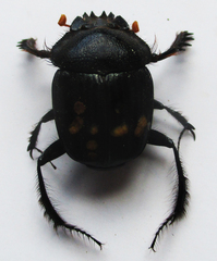 Escarabaeus remii